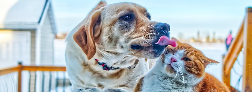 Desarrollo Rural expidió la Resolución 000093 del 28 de abril de 2020